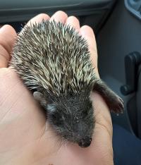 Jeż z Grochowa, fot. Straż Miejska